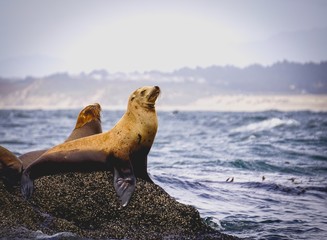 proud sea lion - obrazy, fototapety, plakaty