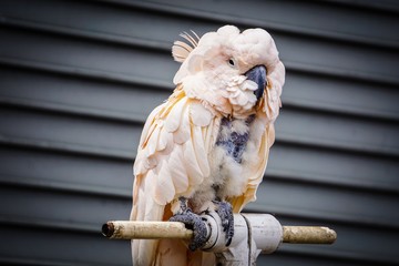 salmon crested cockatoo on a stick