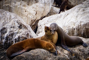 Fototapeta premium sea lion annoying his friend