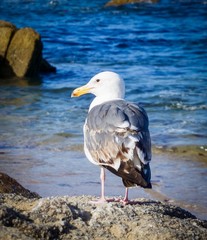 seagull standing on a rock in the ocean