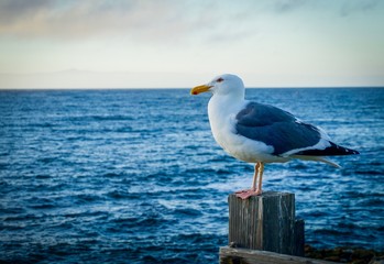 seagull standing on a wooden post in front of the ocean