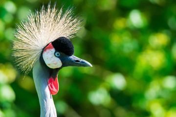 Portrait of a grey crowned crane.