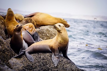 young california sea lion at the ocean - obrazy, fototapety, plakaty
