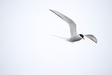 artic tern