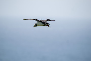 flying puffin