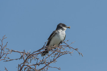 Eastern Kingbird perched on bare limbs.