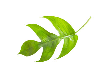 Leaves in tropical jungle of leaf isolated on white background.