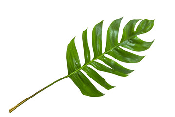Leaves in tropical jungle of leaf isolated on white background. © Phokin