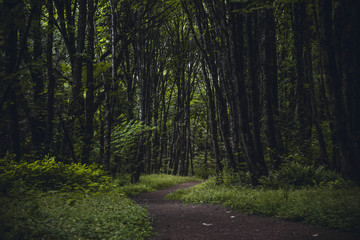 Hiking trail through a dark moody lush forest