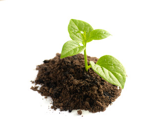 Plant for planting isolated on white background