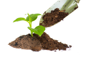 Giving organic fertilizer to plant isolated on white background