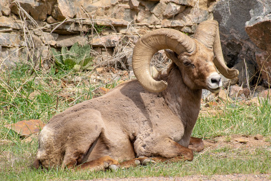 Big Horn Sheep, Colorado