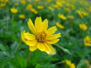 Flor Amarilla Melampodium Divaricatum