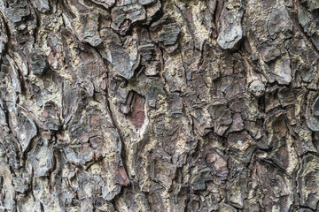 Bark of the tree
