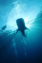 Whale Shark, the worlds biggest fish underwater