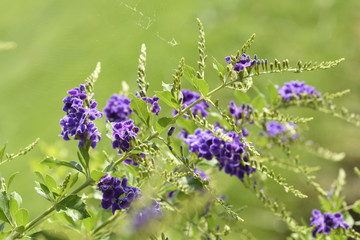 Close-up purple flora blossom on green nature background in the garden. Position on bottom left of the image.