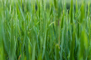 Fototapeta na wymiar Green grass natural background