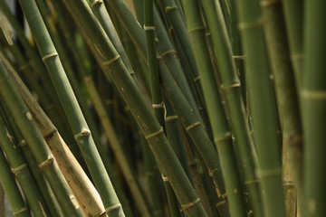 Close-up Bamboo tree in formal garden. Horizontal color image.