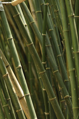 Close-up Bamboo tree in formal garden. Vertical color image.