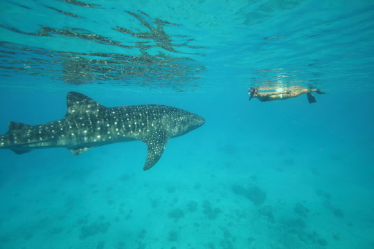 Female Woman Swimming With Massive Whale Shark