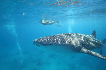 Naklejka premium Female woman swimming with massive whale shark