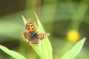 ベニシジミチョウ