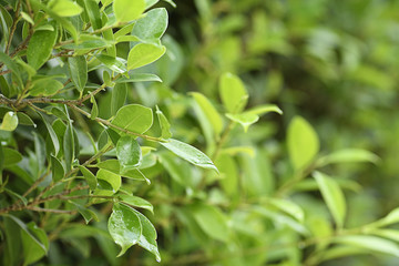 Green bush garden background natural texture, plant as a nature green wall.