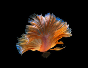 Fototapeta na wymiar Colorful betta fish,Siamese fighting fish in movement isolated on black background.Show the beauty of the tail.