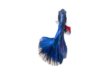 Blue betta fish,Siamese fighting fish in movement isolated on white background.