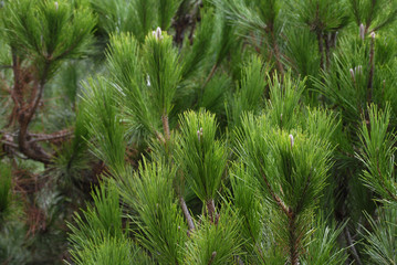 Pinus pinea, evergreen tree branches