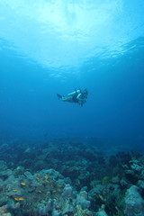 Fototapeta na wymiar Female Scuba Diver Tropical Coral Reef Underwater