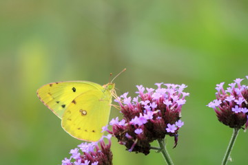 花とモンキチョウ