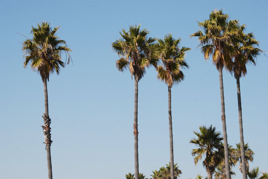 Set of palm trees against bright blue sky