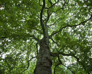 Large tree in Hype Park in London, England 