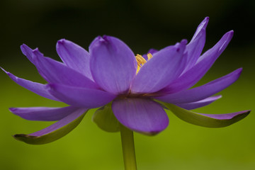 Purple lotus flower in the greenhouse at the Royal Botanic Gardens, Kew in England