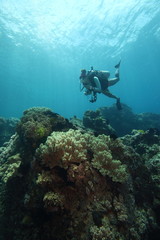 Fototapeta na wymiar Female Scuba Diver Tropical Coral Reef Underwater