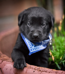 Playful black lab puppy