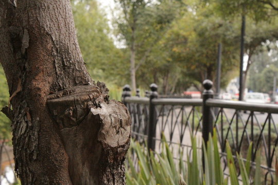 arbol