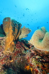Underwater yellow sponge and coral reef scene