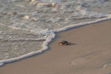 Crab walking along the beach with bubbles of sea waves