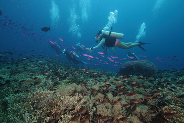 Naklejka na ściany i meble Woman scuba diver in pink bikini with pink tropical fish