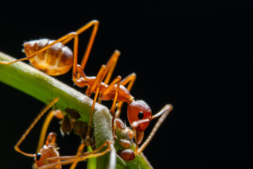 Macro red ant on a leaf