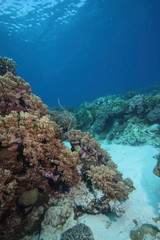 Naklejka na ściany i meble Underwater Coral Reef Landscape Scene