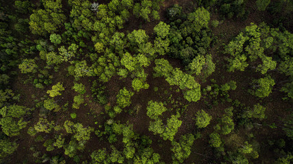 high angle view by drone photography over Mixed Deciduous Forest in north eastern of thailand