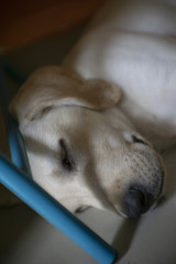 Labrador retriever puppy sleeping