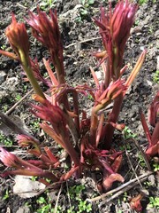 Garden plants sprouts peony