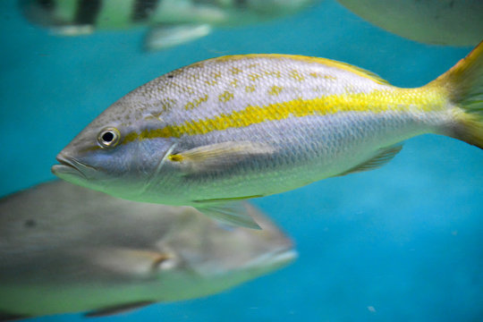 Acuario de Veracruz