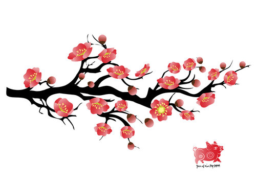 Sakura flowers background. cherry blossom isolated white background