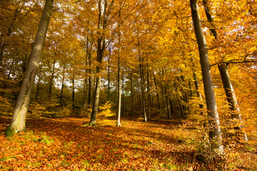 Obraz premium A beautiful autumn forest full of colors.Pomerania ,Poland