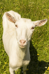 Obraz premium Portrait of a cute young goat